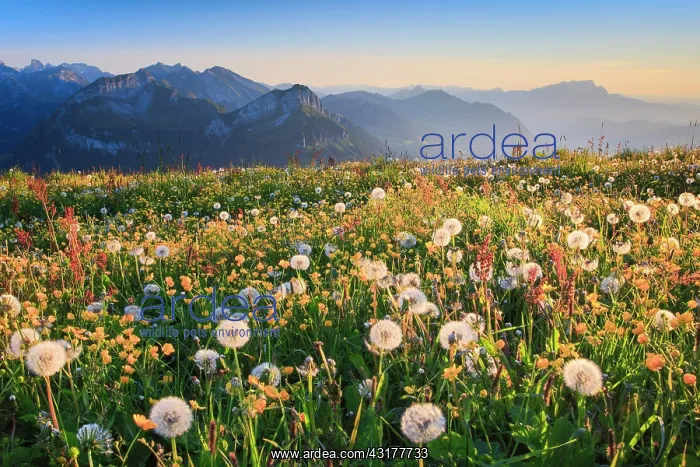 : Pilatus with Central Swiss Alps, Switzerland, Europe : Pilatus with Central Swiss Alps, Switzerland, Europe