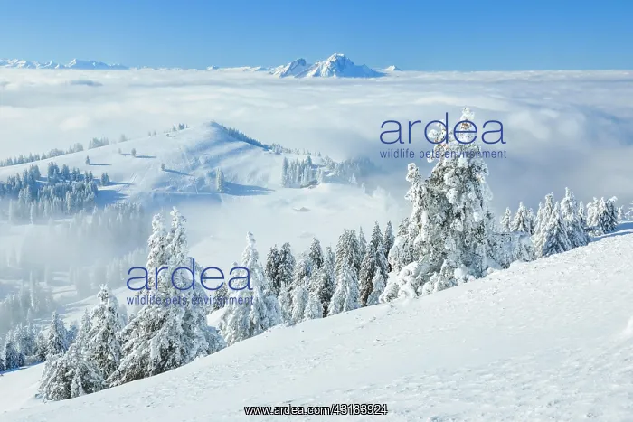 : Pilatus, view Rigi Kulm, Switzerland, Europe : Pilatus, view Rigi Kulm, Switzerland, Europe