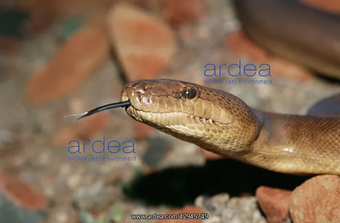: Pilbara Olive PYTHON - close-up, with tongue out : Pilbara Olive PYTHON - close-up, with tongue out
