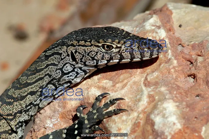: Pilbara Rock Monitor - sunning : Pilbara Rock Monitor - sunning