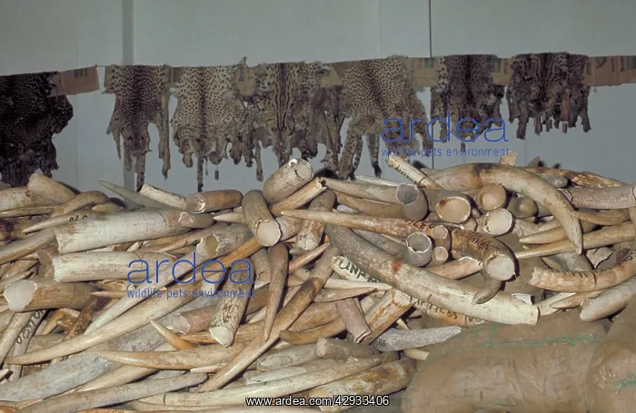 : Pile of Elephant tusks and big cat skins : Pile of Elephant tusks and big cat skins
