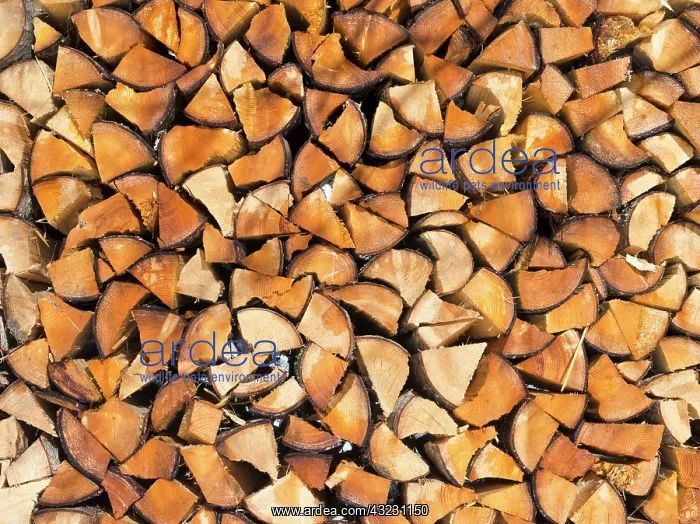 : Pile of fire wood during Winter, Germany : Pile of fire wood during Winter, Germany