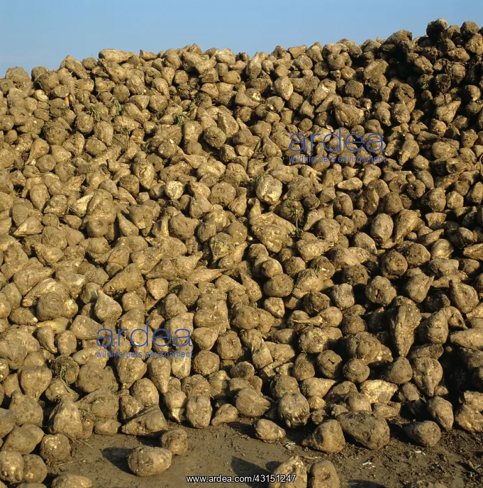 : Pile of harvested sugar beets : Pile of harvested sugar beets