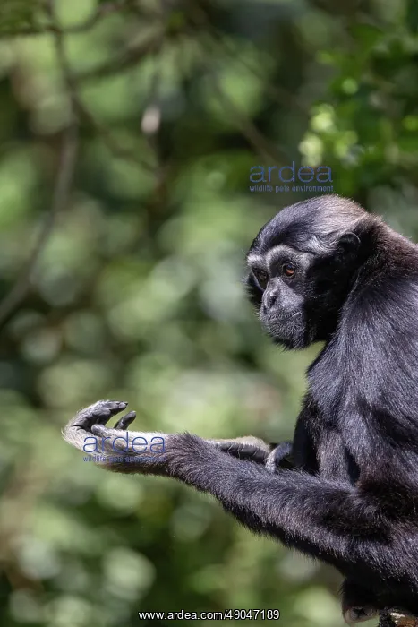 : PILEATED GIBBON : PILEATED GIBBON