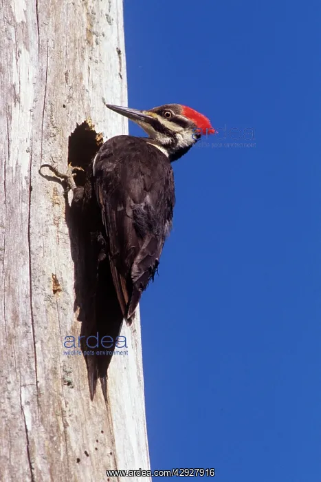 : Pileated Woodpecker : Pileated Woodpecker
