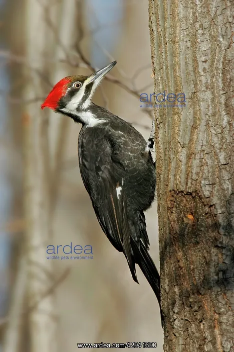 : Pileated Woodpecker : Pileated Woodpecker