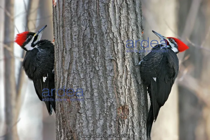 : Pileated Woodpecker : Pileated Woodpecker