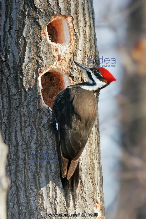 : Pileated Woodpecker : Pileated Woodpecker