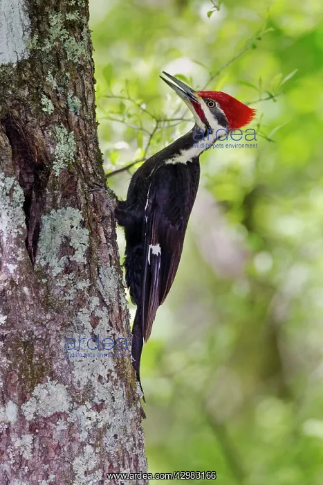 : Pileated Woodpecker : Pileated Woodpecker