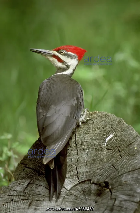 : Pileated Woodpecker : Pileated Woodpecker