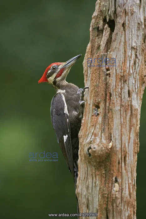 : Pileated Woodpecker : Pileated Woodpecker