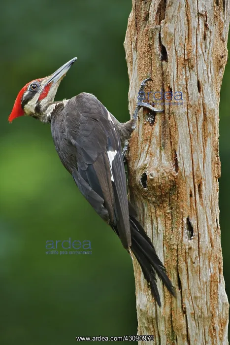 : Pileated Woodpecker : Pileated Woodpecker