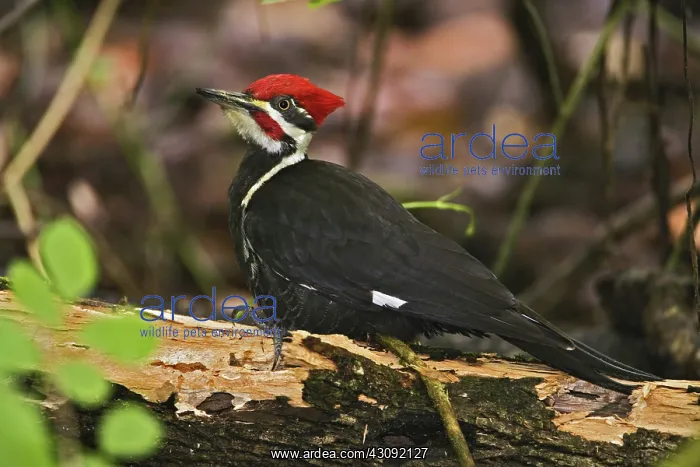 : Pileated Woodpecker : Pileated Woodpecker