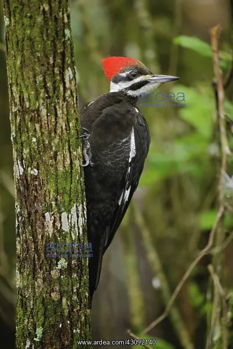 : Pileated Woodpecker : Pileated Woodpecker