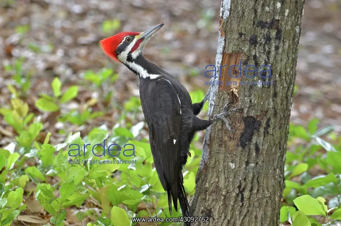 : Pileated Woodpecker : Pileated Woodpecker