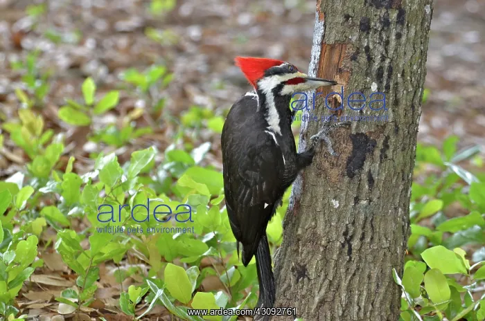 : Pileated Woodpecker : Pileated Woodpecker