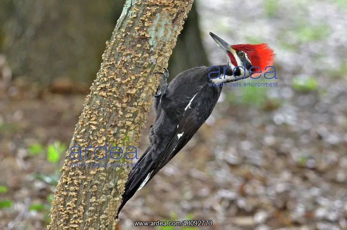 : Pileated Woodpecker : Pileated Woodpecker