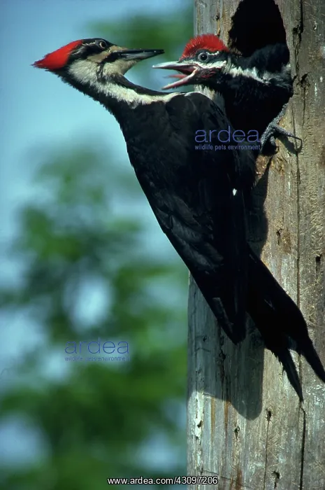 : Pileated woodpecker : Pileated woodpecker