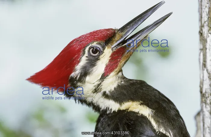 : Pileated Woodpecker : Pileated Woodpecker