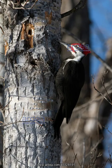 : Pileated Woodpecker : Pileated Woodpecker