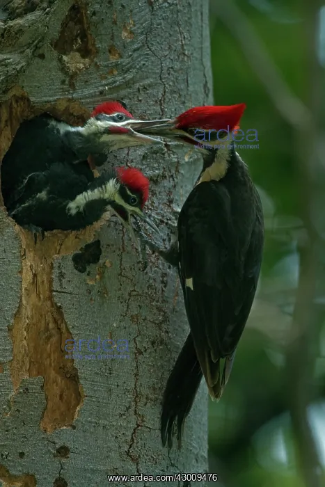 : Pileated Woodpecker adult feeding young : Pileated Woodpecker adult feeding young