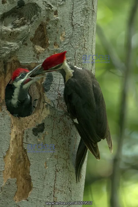 : Pileated Woodpecker adult feeding young : Pileated Woodpecker adult feeding young