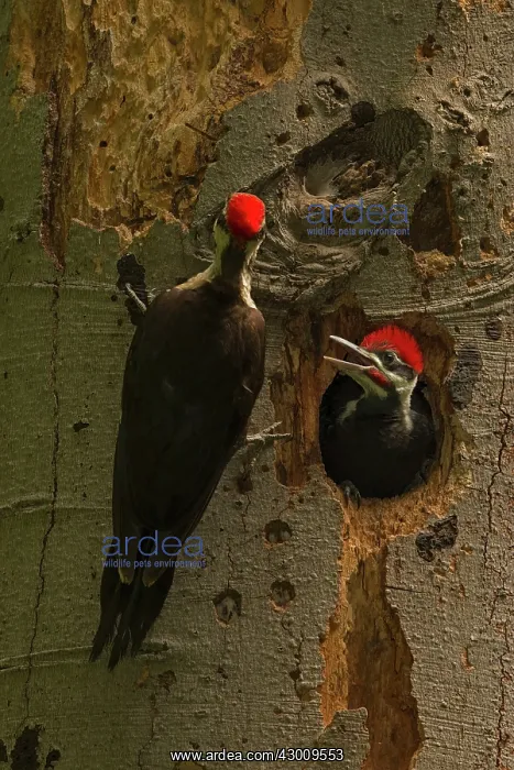 : Pileated Woodpecker adult and young at nest : Pileated Woodpecker adult and young at nest