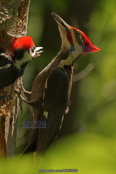  : Pileated Woodpecker adult and young at nest