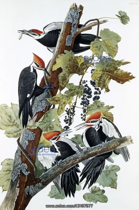 : Pileated Woodpecker by Audubon : Pileated Woodpecker by Audubon