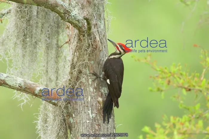 : Pileated Woodpecker - On bald cypress tree in southern swamp : Pileated Woodpecker - On bald cypress tree in southern swamp