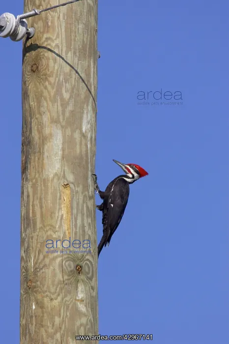 : Pileated Woodpecker - causing damage to utility pole : Pileated Woodpecker - causing damage to utility pole
