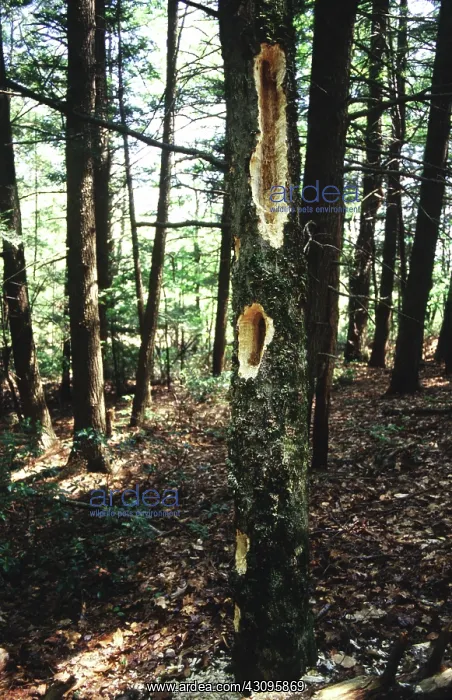 : Pileated Woodpecker feeding cavities : Pileated Woodpecker feeding cavities