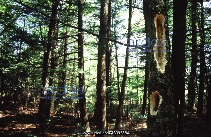 : Pileated Woodpecker feeding cavities : Pileated Woodpecker feeding cavities
