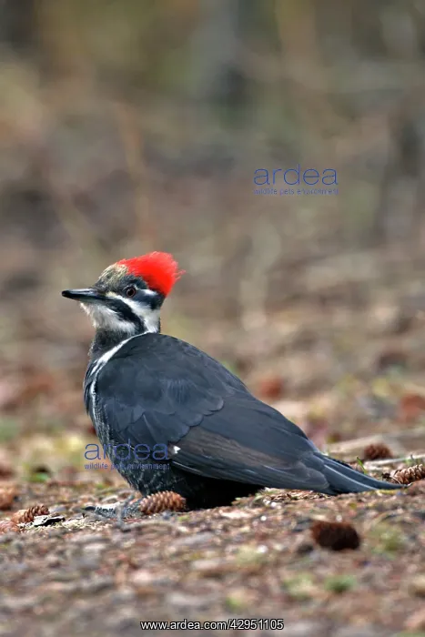 : Pileated Woodpecker on forest ground : Pileated Woodpecker on forest ground