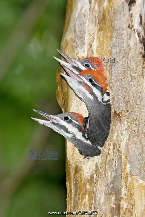 : Pileated Woodpecker nest and young : Pileated Woodpecker nest and young