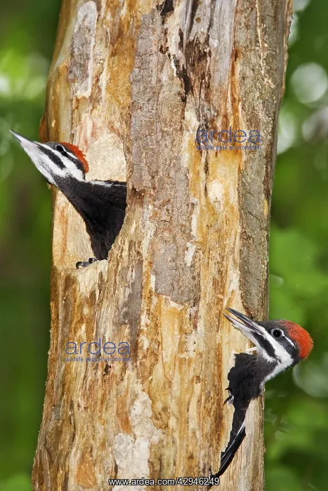  : Pileated Woodpecker nest and young