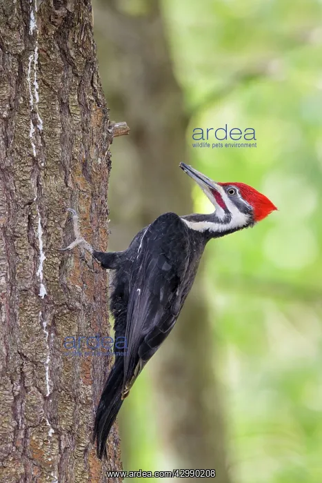 : Pileated Woodpecker - pale adult foraging in a northeast for : Pileated Woodpecker - pale adult foraging in a northeast for