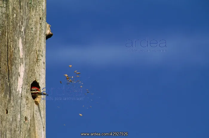 : Pileated WOODPECKER - pecking at hole in tree : Pileated WOODPECKER - pecking at hole in tree