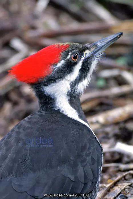 : Pileated Woodpecker portrait, closeup : Pileated Woodpecker portrait, closeup