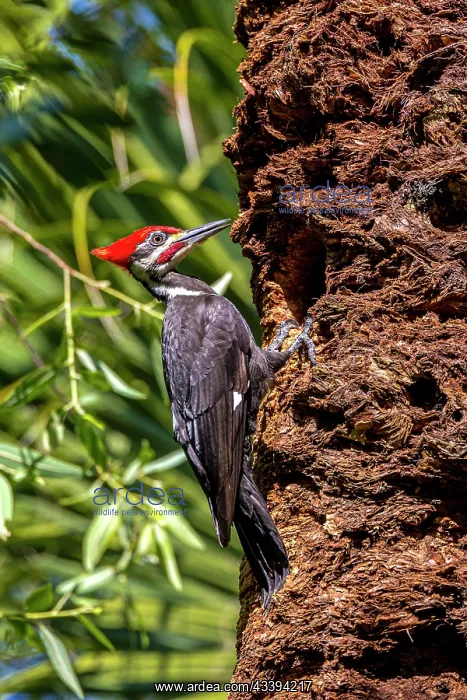  : Pileated woodpecker tending to nest cavity in a