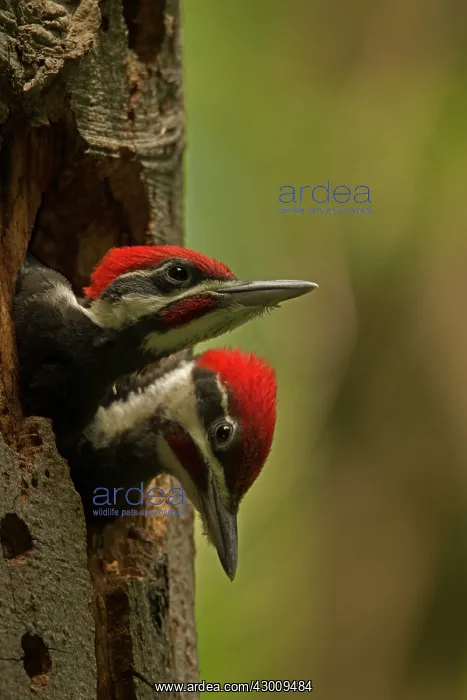 : Pileated Woodpecker young at nest (formerly Picus pileatus) : Pileated Woodpecker young at nest (formerly Picus pileatus)
