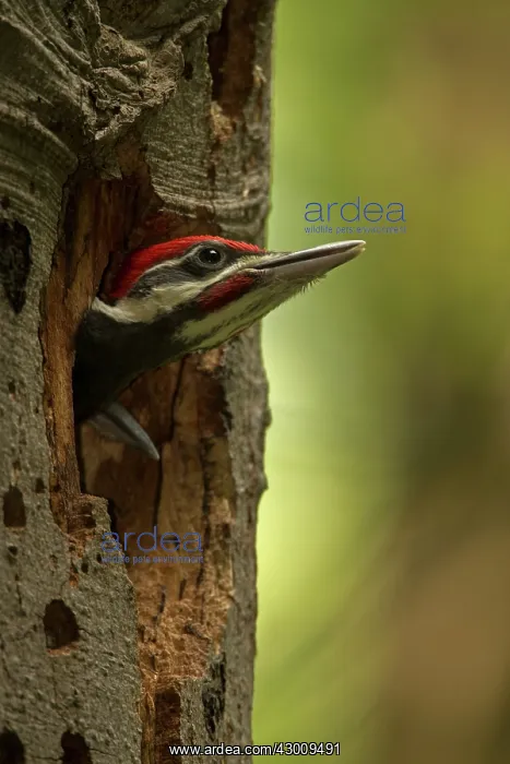 : Pileated Woodpecker young at nest (formerly Picus pileatus) : Pileated Woodpecker young at nest (formerly Picus pileatus)
