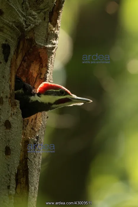 : Pileated Woodpecker young at nest (formerly Picus pileatus) : Pileated Woodpecker young at nest (formerly Picus pileatus)
