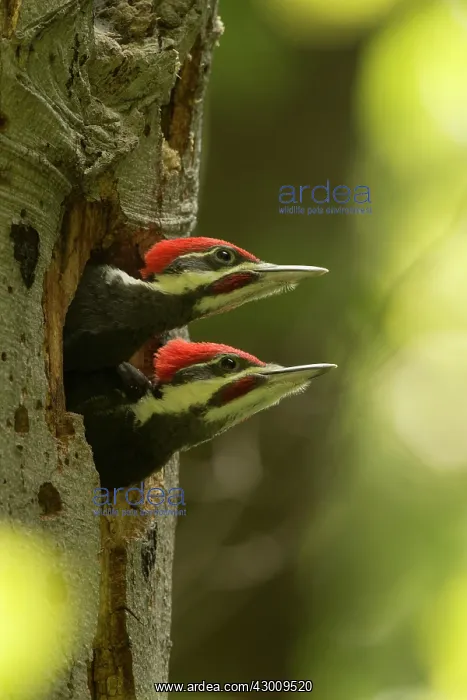 : Pileated Woodpecker young at nest (formerly Picus pileatus) : Pileated Woodpecker young at nest (formerly Picus pileatus)