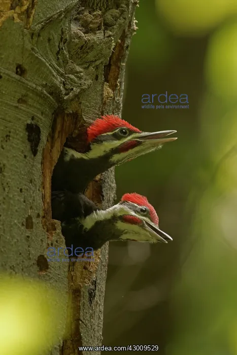 : Pileated Woodpecker young at nest (formerly Picus pileatus) : Pileated Woodpecker young at nest (formerly Picus pileatus)