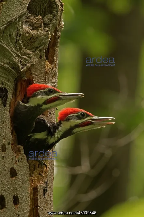 : Pileated Woodpecker young at nest (formerly Picus pileatus) : Pileated Woodpecker young at nest (formerly Picus pileatus)