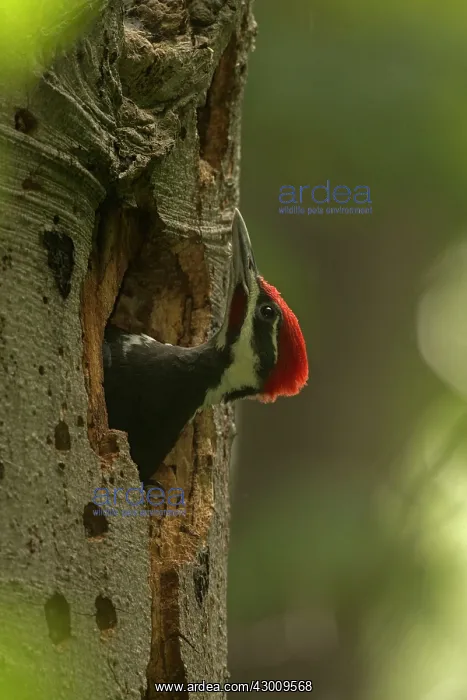  : Pileated Woodpecker young at nest (formerly Picus pileatus)