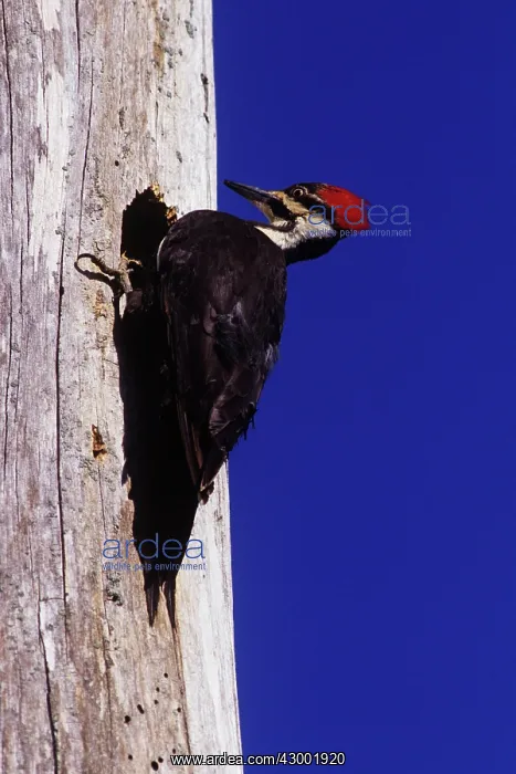 : Pileated Woodpeckers : Pileated Woodpeckers