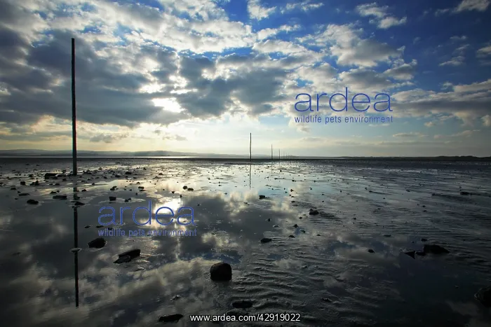 : Pilgrim's Way - tidal causeway to Holy Island : Pilgrim's Way - tidal causeway to Holy Island