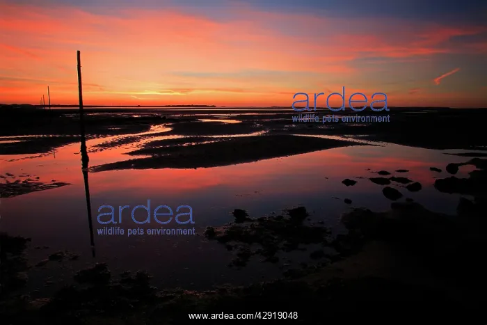 : Pilgrim's Way - tidal causeway to Holy Island at dawn : Pilgrim's Way - tidal causeway to Holy Island at dawn